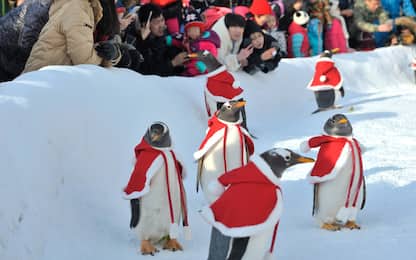 Pinguini, aiutanti di Babbo Natale