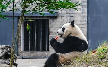 Il panda gigante torna in Cina dopo 23 anni. VIDEO