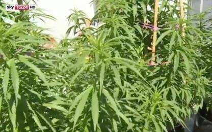Marijuana legalizzata in California, reportage di Sky TG24 dagli Usa
