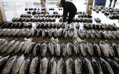Tokyo, ultima asta dei tonni di inizio anno al mercato di Tsukiji
