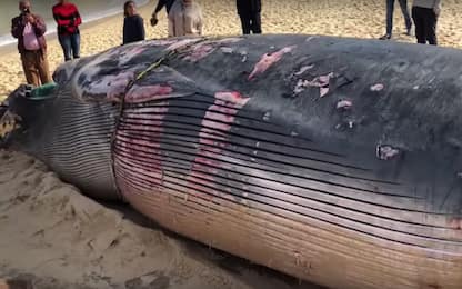 Egitto, balenottera di 12 metri senza vita sulla spiaggia