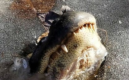 Gelo in Usa, alligatori sopravvivono grazie al muso fuori dal ghiaccio