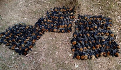 Australia, centinaia di pipistrelli morti a causa del caldo record
