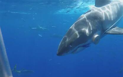 Messico, incontro ravvicinato con lo squalo bianco: VIDEO