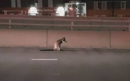 Wallaby sul ponte di Sydney: polizia insegue e salva l'animale. VIDEO