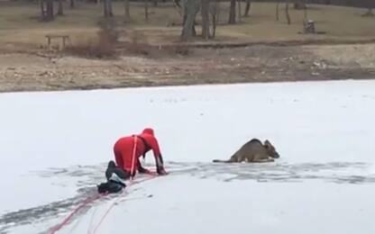 Un cerbiatto bloccato sul ghiaccio: ecco il video del salvataggio