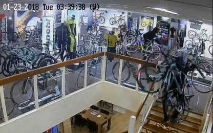 Olanda, furto di bici da 100mila euro ripreso dalle telecamere