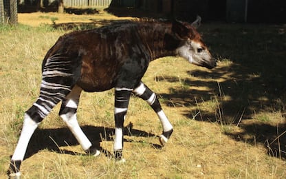 Omaggio al Royal Wedding: zoo Londra chiama Meghan cucciolo di okapi