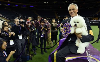 Il vincitore del Westminster Kennel Club