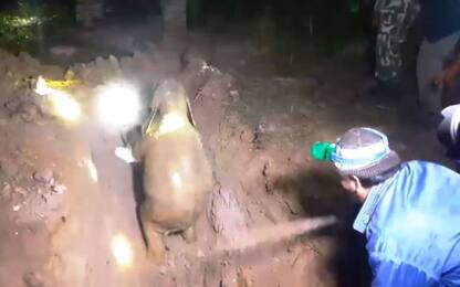 Thailandia, salvato cucciolo di elefante sommerso dal fango. VIDEO