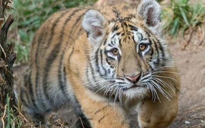 Usa, condannato a 6 mesi il giovane sorpreso con un cucciolo di tigre