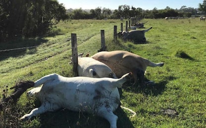 Australia, morte "in fila" 6 mucche colpite da un fulmine