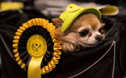Regno Unito, i cani del Crufts dog show