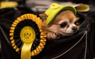 GettyImages_cani_crufts_dog_show_1