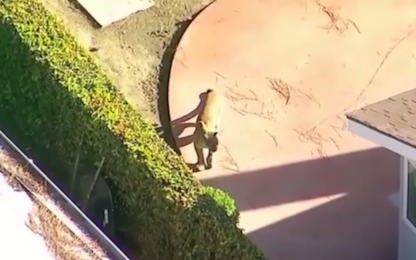 Un puma tra le case di Los Angeles. VIDEO