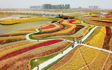 Fotogramma_-_Cina_tulipani__8_