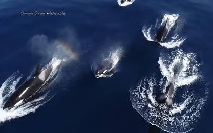 Avvistato branco di orche al largo di San Diego. VIDEO