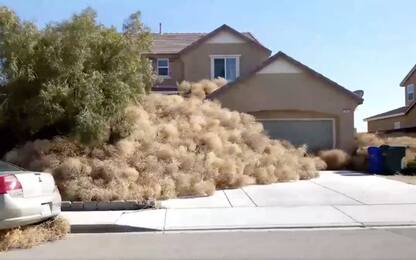 California: una città invasa dai "tumbleweed", i cespugli rotolanti