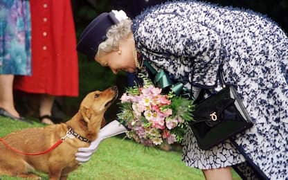 Regina Elisabetta piange il cane morto