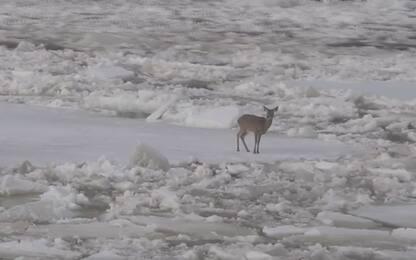 Maine, un cervo rimane arenato sul ghiaccio. VIDEO