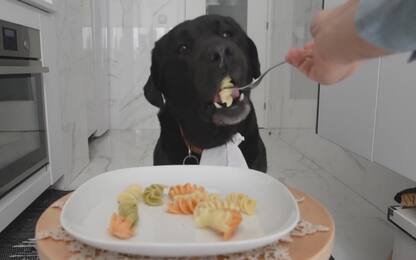 Knox, il cane star di Youtube che mangia seduto a tavola. VIDEO
