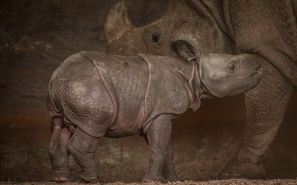 Inghilterra, i primi passi del baby rinoceronte. VIDEO