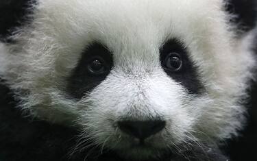 Malesia, il debutto del baby-panda. FOTO