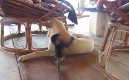Baby scimmia salvata in Cambogia, gioca col cane di casa. VIDEO