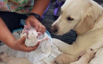 Florida, labrador Ellie partorisce 8 cuccioli in aeroporto. VIDEO