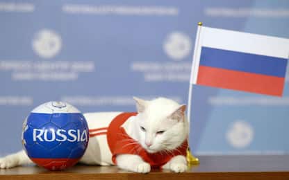 Russia 2018, ecco il gatto Achille che pronostica i risultati