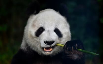 Panda si preparano al trasferimento dalla Cina alla Danimarca: VIDEO