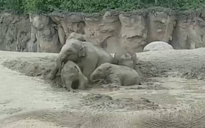 Dublino, "festa in piscina" (contro il caldo) per elefanti dello zoo