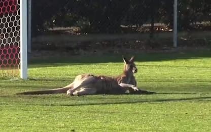 Australia, canguro invade campo da calcio durante una partita. Video
