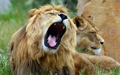 Sudafrica, bracconieri uccisi da un branco di leoni