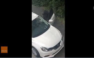 Stati Uniti, orso apre sportello ed entra in auto per rubare caramelle