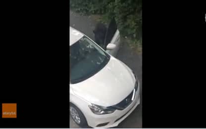 Stati Uniti, orso apre sportello ed entra in auto per rubare caramelle