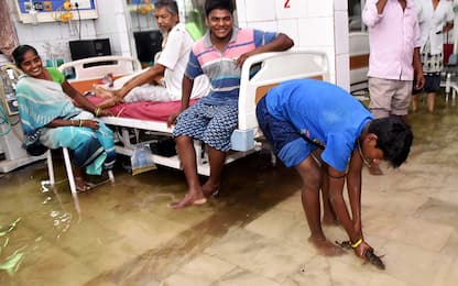 India, monsoni record: pesci nuotano nei corridoi di un ospedale