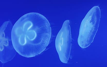 Bambina italiana muore nelle Filippine dopo il contatto con una medusa