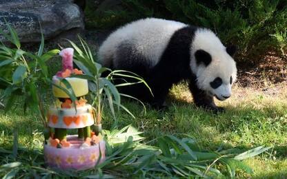 Il panda Yuan Meng festeggia un anno