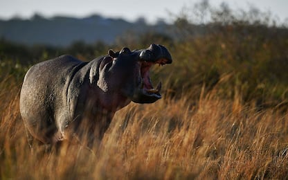 Kenya, turista ucciso da un ippopotamo: voleva fotografarlo