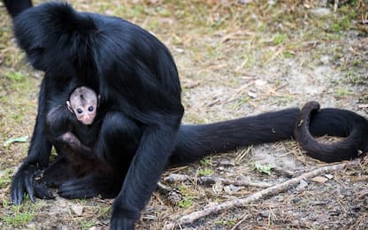 Cina, scimmie con Dna modificato: più intelligenti con geni umani