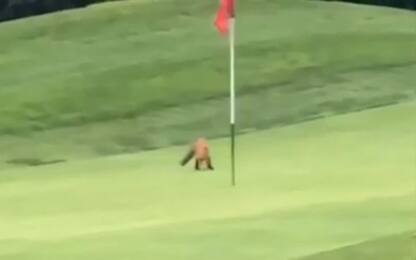 Volpe ruba una pallina sul campo da golf e scappa: il video