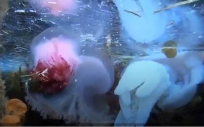 La strana danza di 3 specie diverse di meduse in Australia. VIDEO