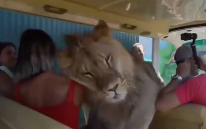 Crimea, al safari leone sale su auto e si fa coccolare. VIDEO