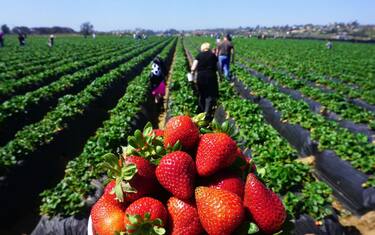 fragole_GettyImages-950161282