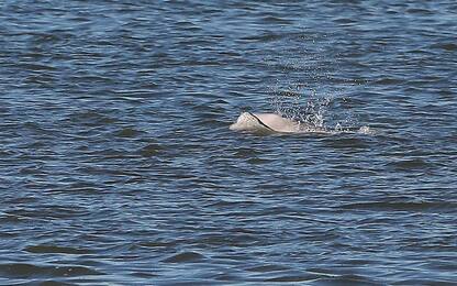 Una balena bianca nel Tamigi: è un esemplare di beluga che si è perso