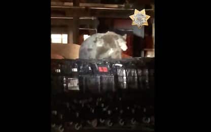 California, un orso al supermercato in cerca di cibo per il letargo