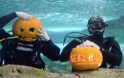 Halloween e zucche intagliate, i sub festeggiano sott'acqua: VIDEO