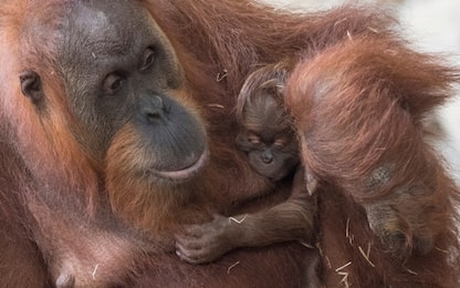 Zoo di Francoforte, nato un orangotango 