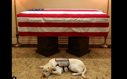 Sully, il cane di George Bush Senior veglia la bara. La foto